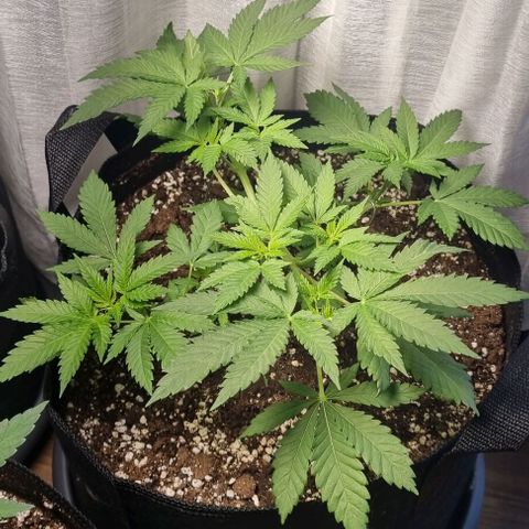 Speedy Chile growlog timeline photo