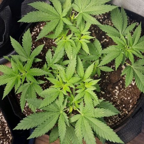 Speedy Chile growlog timeline photo