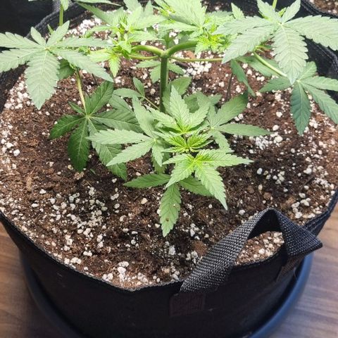 Grape Ape growlog timeline photo