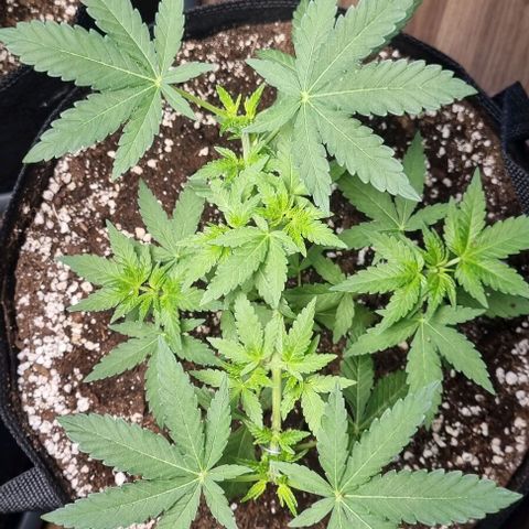 Grape Ape growlog timeline photo