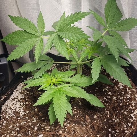 Special Queen #1 growlog timeline photo