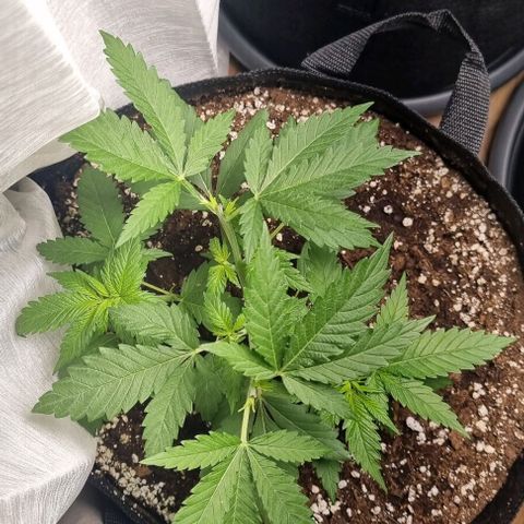 Special Queen #1 growlog timeline photo