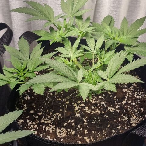 Speedy Chile growlog timeline photo