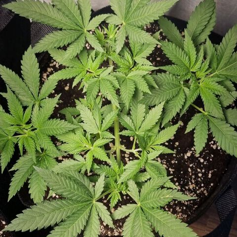 Speedy Chile growlog timeline photo