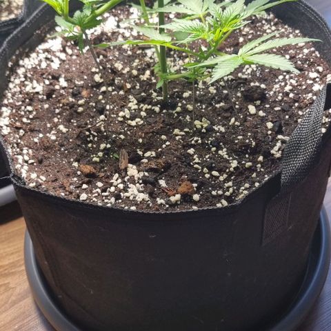 Grape Ape growlog timeline photo