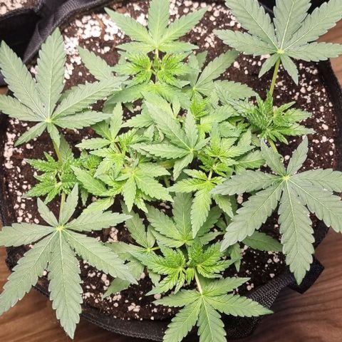 Grape Ape growlog timeline photo