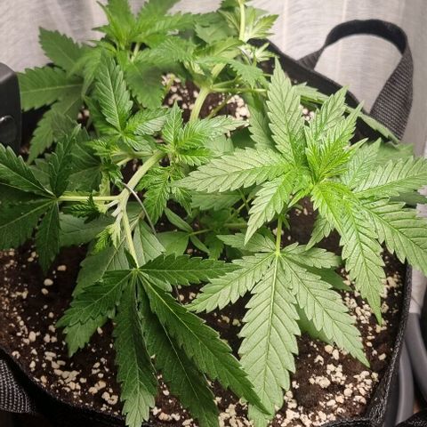 Special Queen #1 growlog timeline photo