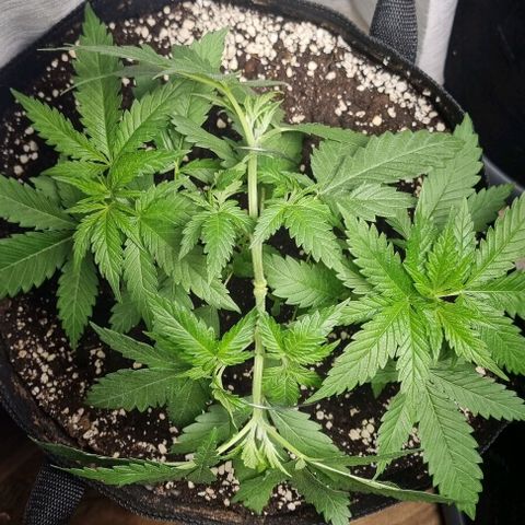 Special Queen #1 growlog timeline photo
