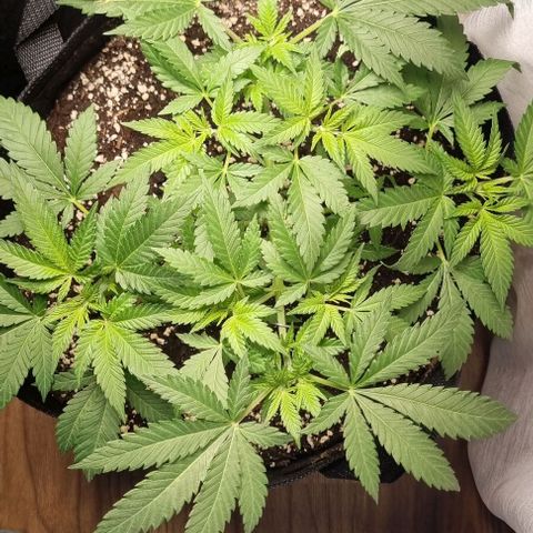 Speedy Chile growlog timeline photo