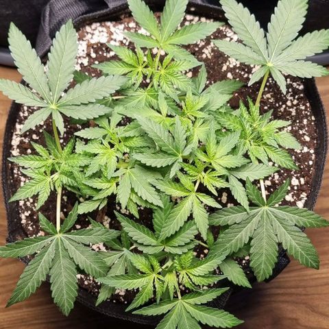 Grape Ape growlog timeline photo