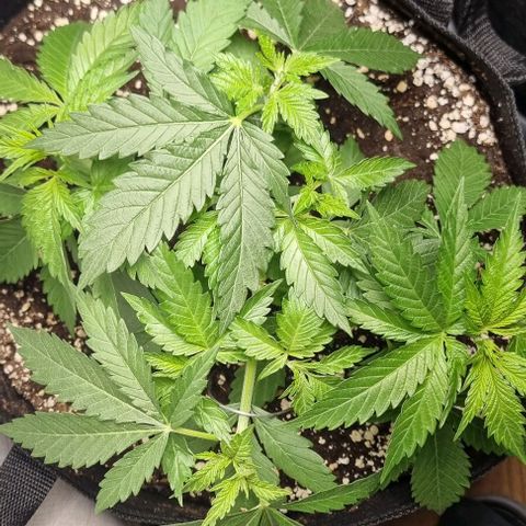 Special Queen #1 growlog timeline photo