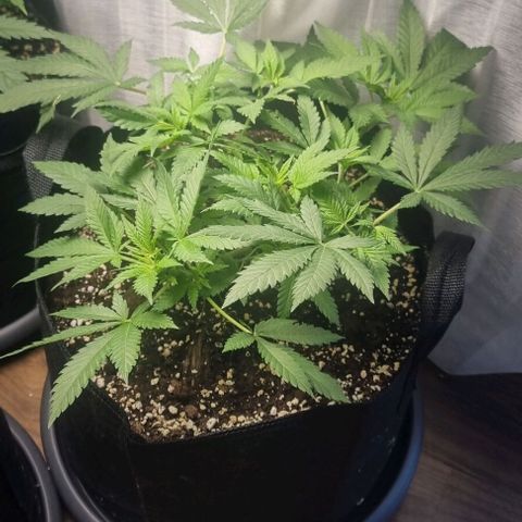 Speedy Chile growlog timeline photo