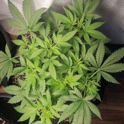Speedy Chile growlog timeline photo
