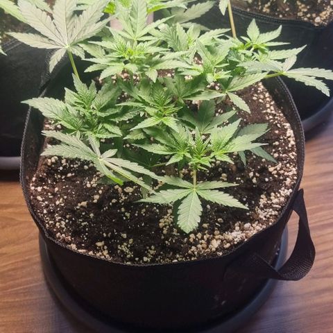Grape Ape growlog timeline photo