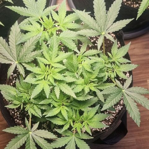 Grape Ape growlog timeline photo