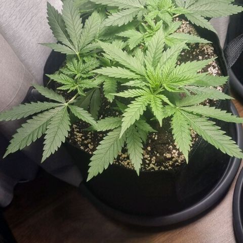 Special Queen #1 growlog timeline photo