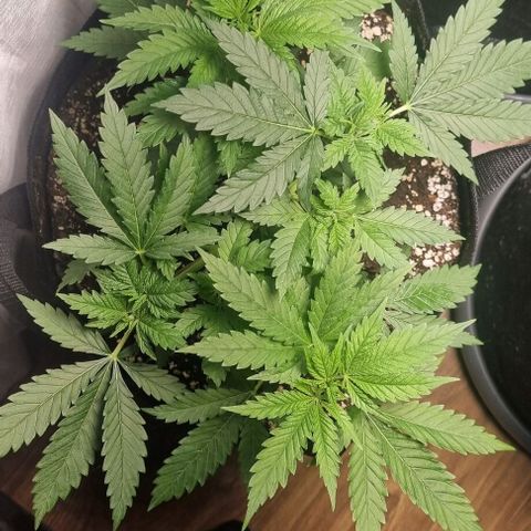 Special Queen #1 growlog timeline photo