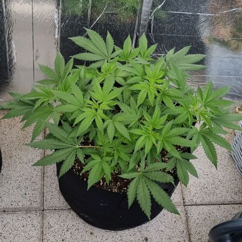 Speedy Chile growlog timeline photo