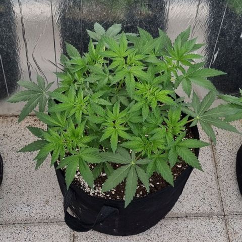 Grape Ape growlog timeline photo