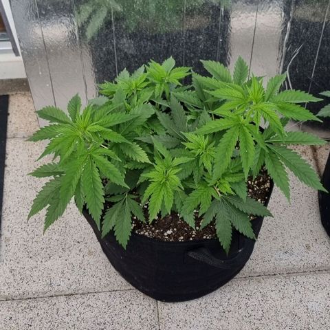 Special Queen #1 growlog timeline photo