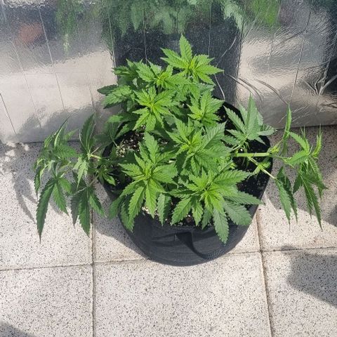 Special Queen #1 growlog photo: Seitentriebe getoppt & Trainiert 