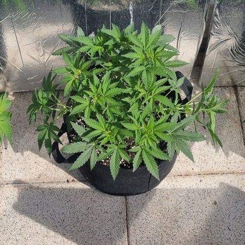 Grape Ape growlog photo: Seitentriebe trainiert 