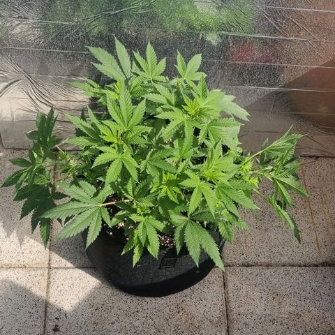 Speedy Chile growlog photo: Seitentriebe trainiert 