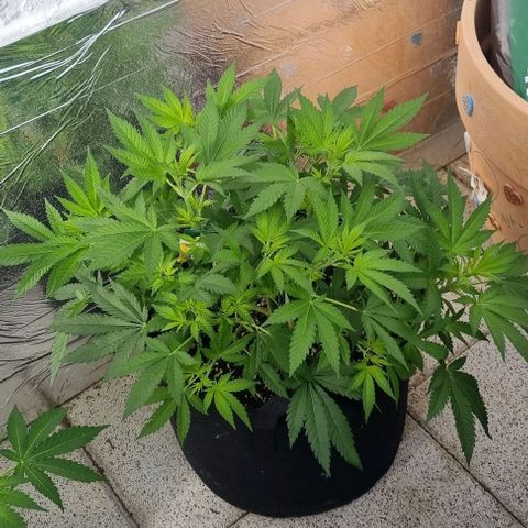 Speedy Chile growlog timeline photo