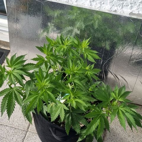 Special Queen #1 growlog timeline photo