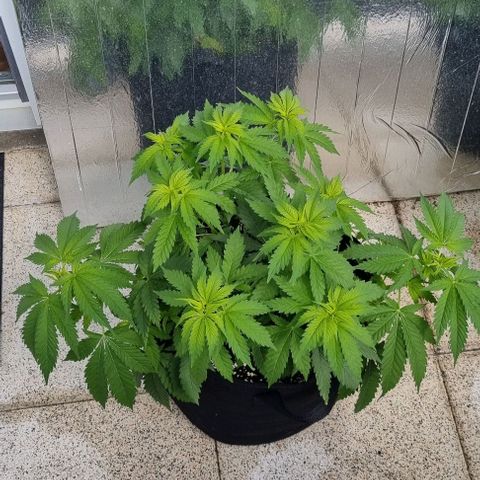 Special Queen #1 growlog timeline photo