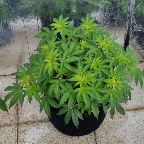 Grape Ape growlog timeline photo