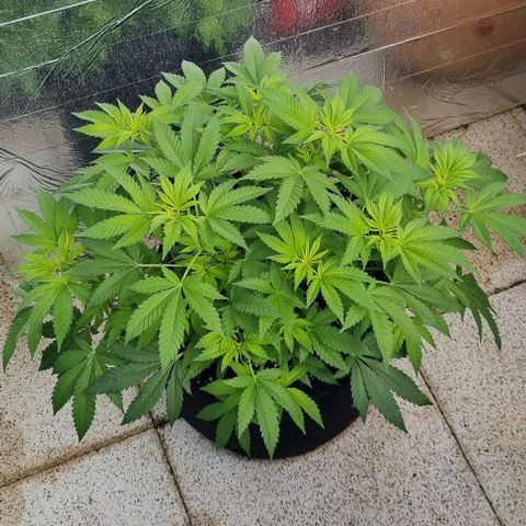 Speedy Chile growlog timeline photo