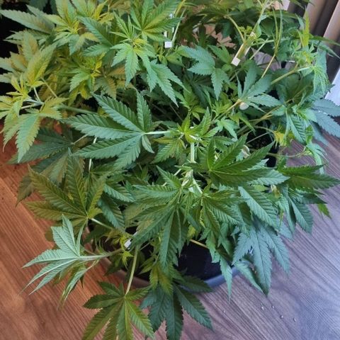 Speedy Chile growlog timeline photo