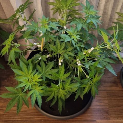 Grape Ape growlog timeline photo