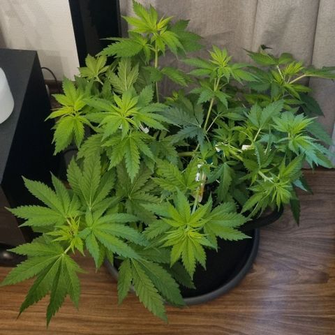 Special Queen #1 growlog timeline photo