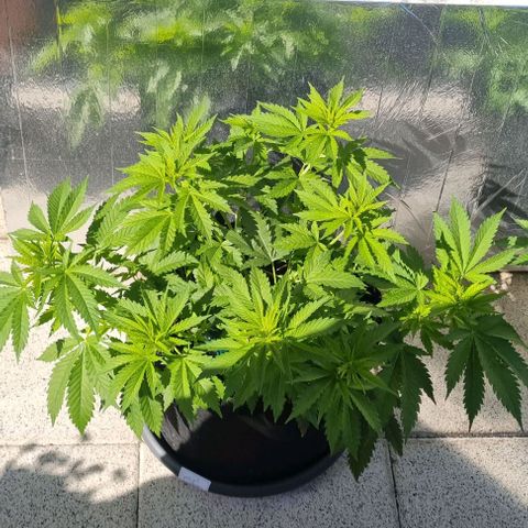 Special Queen #1 growlog timeline photo