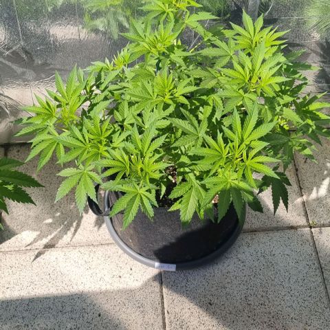 Grape Ape growlog timeline photo