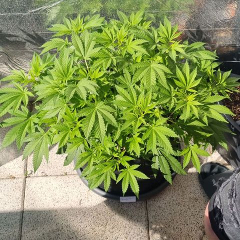 Speedy Chile growlog timeline photo