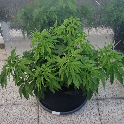 Special Queen #1 growlog timeline photo