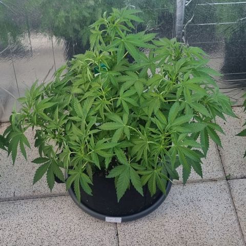 Grape Ape growlog timeline photo