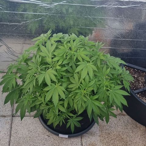 Speedy Chile growlog timeline photo