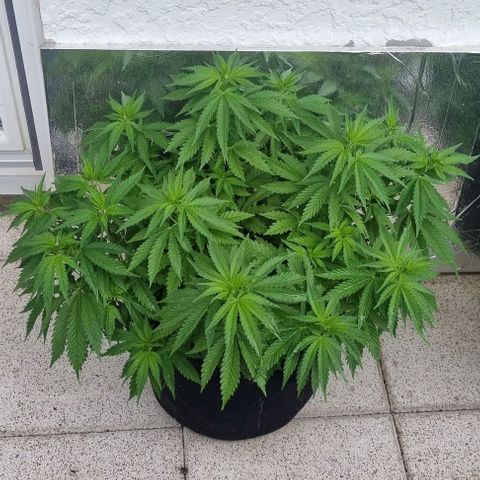 Special Queen #1 growlog timeline photo
