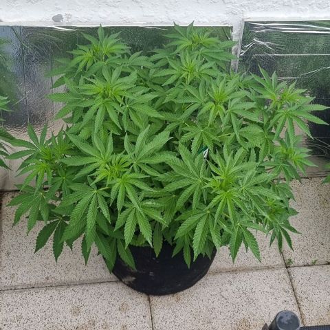 Grape Ape growlog timeline photo