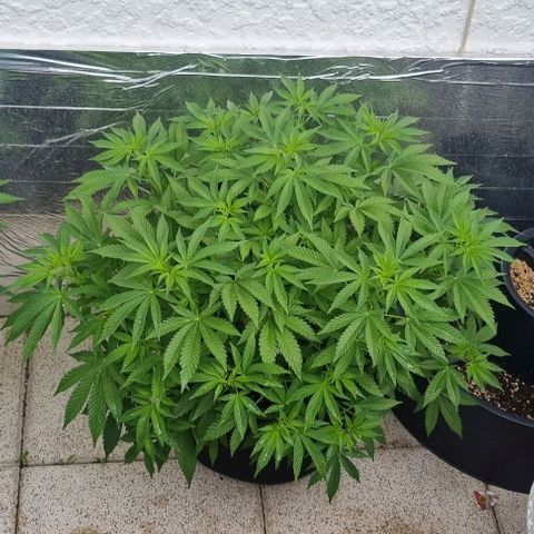 Speedy Chile growlog timeline photo