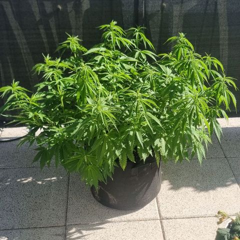 Special Queen #1 growlog timeline photo