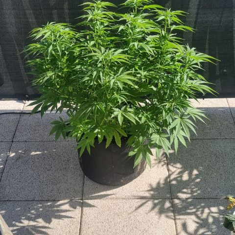 Grape Ape growlog timeline photo
