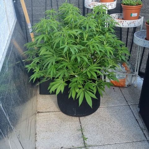Speedy Chile growlog timeline photo
