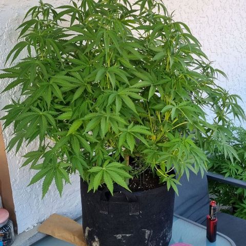 Grape Ape growlog timeline photo