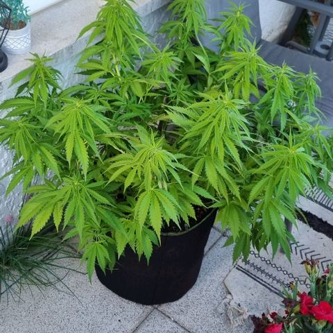 Special Queen #1 growlog timeline photo