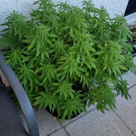 Speedy Chile growlog timeline photo